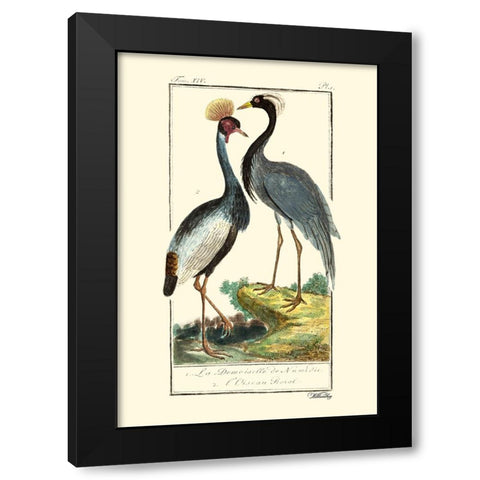 Custom Buffon Cranes And Herons II Black Modern Wood Framed Art Print with Double Matting by Buffon