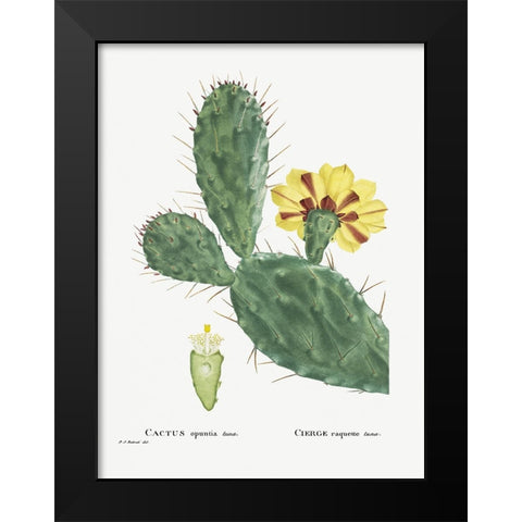 Redoute Cactus IV Black Modern Wood Framed Art Print by Redoute, Pierre