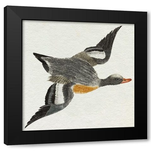 Flying Ducks I Black Modern Wood Framed Art Print with Double Matting by Teyler, Johan
