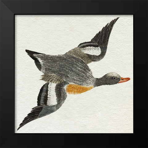 Flying Ducks I Black Modern Wood Framed Art Print by Teyler, Johan