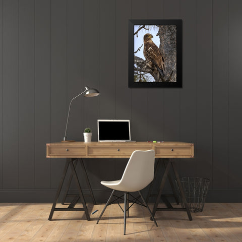 Juvenile Bald Eagle Black Modern Wood Framed Art Print by Drost, David