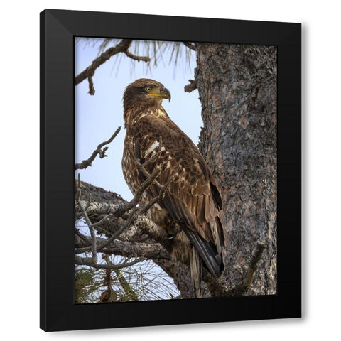 Juvenile Bald Eagle Black Modern Wood Framed Art Print with Double Matting by Drost, David