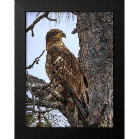 Juvenile Bald Eagle Black Modern Wood Framed Art Print by Drost, David
