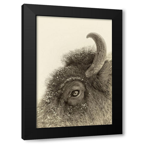 Buffalo Eye and Snow Black Modern Wood Framed Art Print by Drost, David