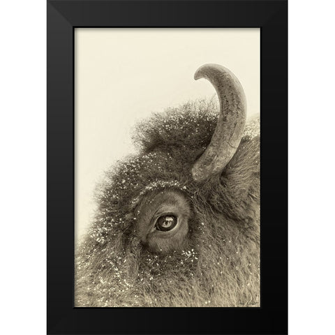 Buffalo Eye and Snow Black Modern Wood Framed Art Print by Drost, David