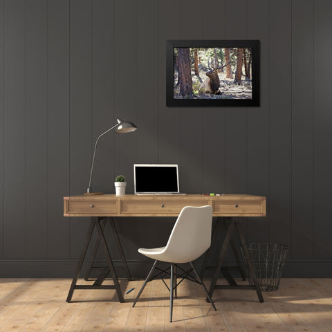 Elk in the Woods Black Modern Wood Framed Art Print by Drost, David