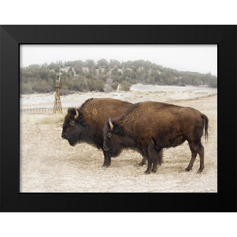 Twin Buffalo Black Modern Wood Framed Art Print by Drost, David