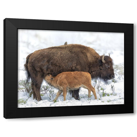 Mothers Milk Black Modern Wood Framed Art Print with Double Matting by Drost, David