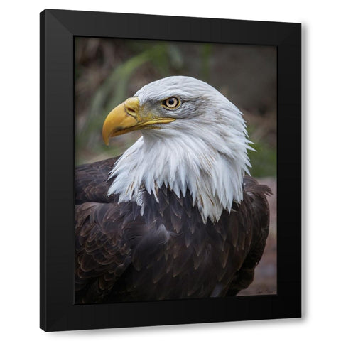 Adult Bald Eagle Black Modern Wood Framed Art Print by Drost, David
