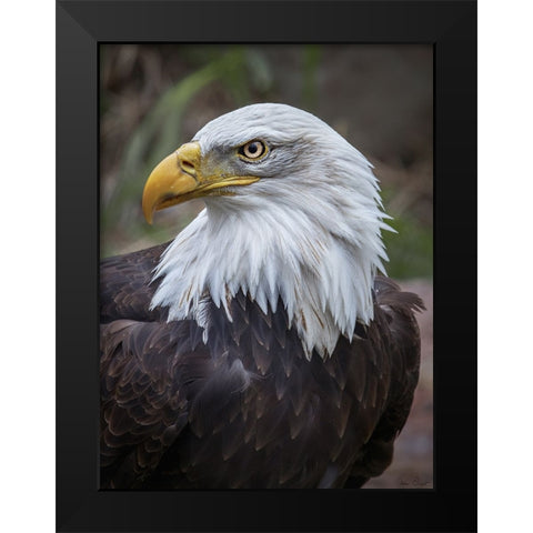 Adult Bald Eagle Black Modern Wood Framed Art Print by Drost, David