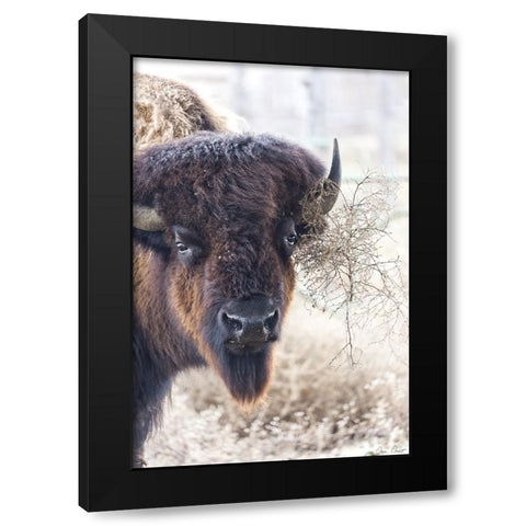 Standing Buffalo I Black Modern Wood Framed Art Print by Drost, David