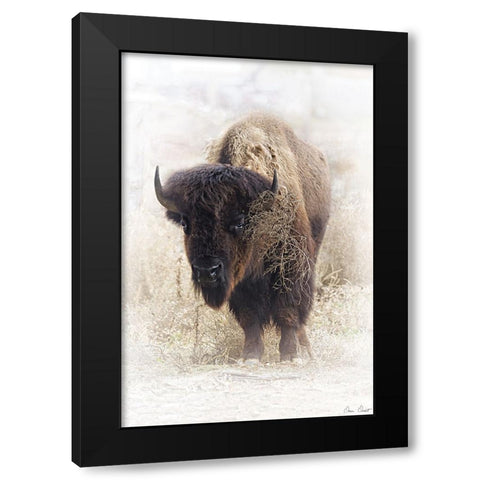 Standing Buffalo II Black Modern Wood Framed Art Print with Double Matting by Drost, David