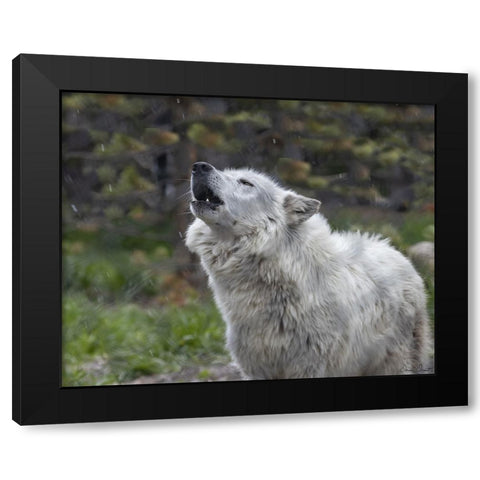 Howling Wolf Black Modern Wood Framed Art Print with Double Matting by Drost, David