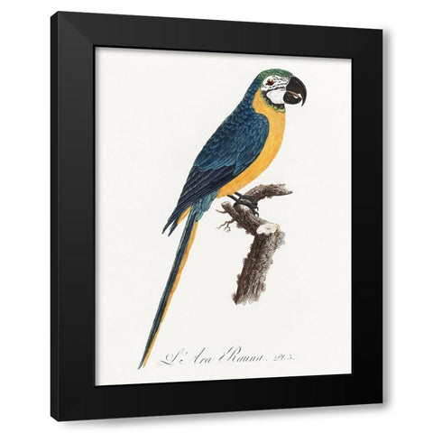 Levaillant Parrot I Black Modern Wood Framed Art Print with Double Matting by Levaillant, Francois