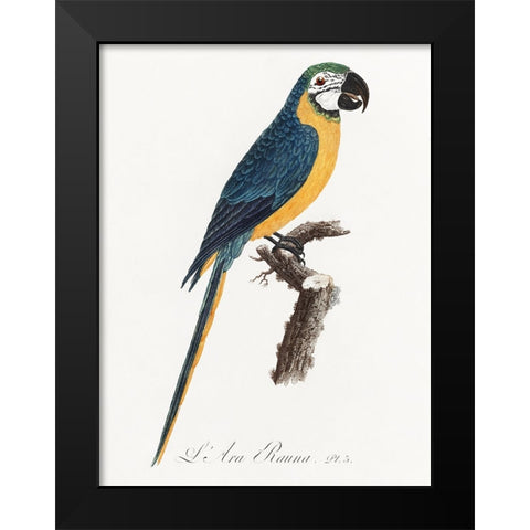 Levaillant Parrot I Black Modern Wood Framed Art Print by Levaillant, Francois