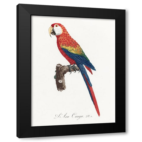Levaillant Parrot II Black Modern Wood Framed Art Print with Double Matting by Levaillant, Francois