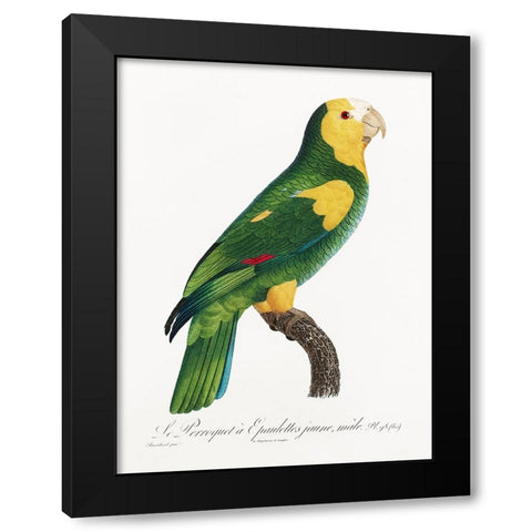 Levaillant Parrot III Black Modern Wood Framed Art Print by Levaillant, Francois