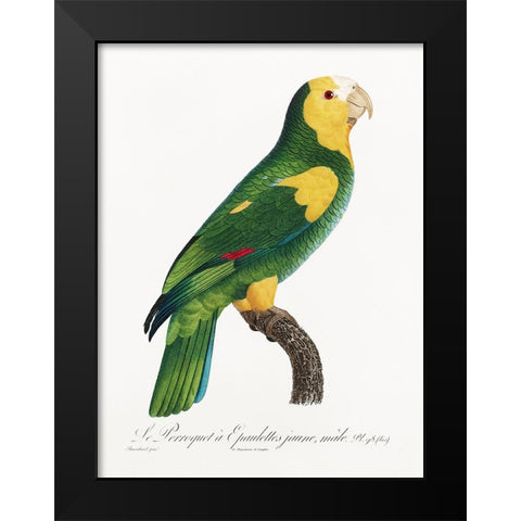 Levaillant Parrot III Black Modern Wood Framed Art Print by Levaillant, Francois