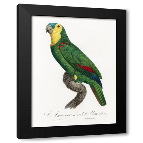 Levaillant Parrot IV Black Modern Wood Framed Art Print by Levaillant, Francois