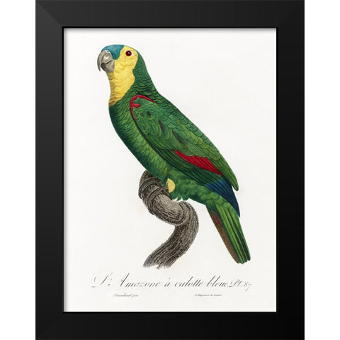 Levaillant Parrot IV Black Modern Wood Framed Art Print by Levaillant, Francois