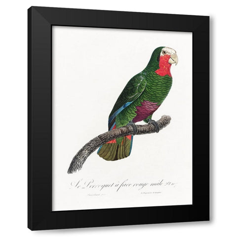 Levaillant Parrot V Black Modern Wood Framed Art Print by Levaillant, Francois