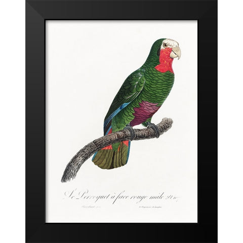 Levaillant Parrot V Black Modern Wood Framed Art Print by Levaillant, Francois