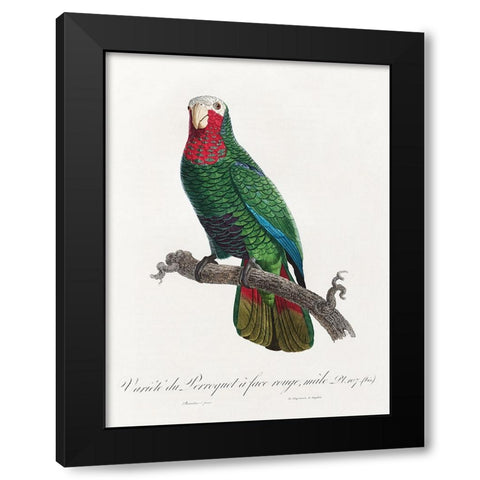 Levaillant Parrot VI Black Modern Wood Framed Art Print by Levaillant, Francois