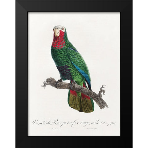 Levaillant Parrot VI Black Modern Wood Framed Art Print by Levaillant, Francois