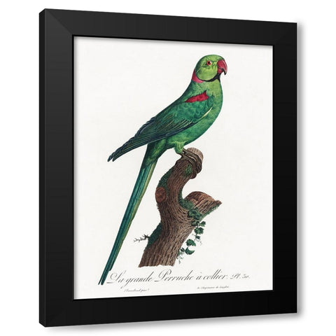 Levaillant Parrot VII Black Modern Wood Framed Art Print with Double Matting by Levaillant, Francois