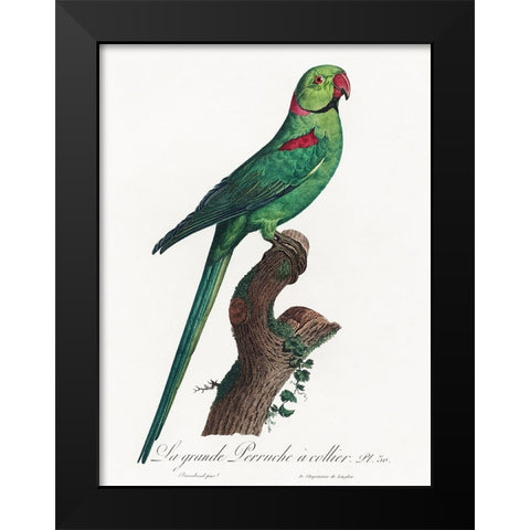 Levaillant Parrot VII Black Modern Wood Framed Art Print by Levaillant, Francois