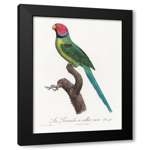 Levaillant Parrot VIII Black Modern Wood Framed Art Print with Double Matting by Levaillant, Francois
