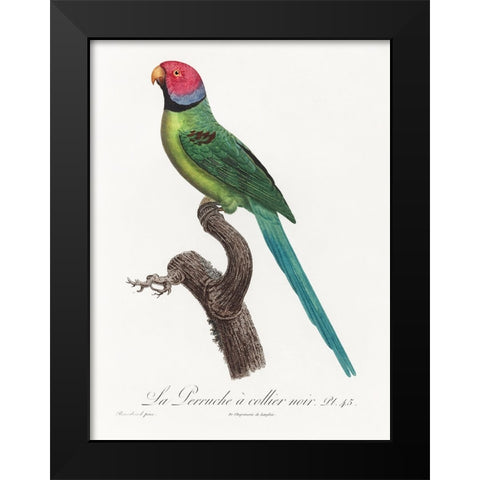 Levaillant Parrot VIII Black Modern Wood Framed Art Print by Levaillant, Francois