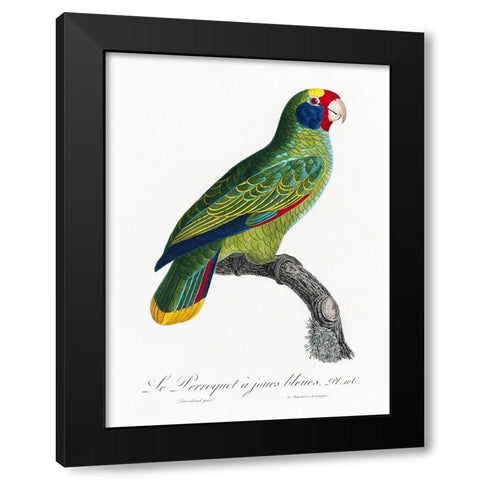 Levaillant Parrot IX Black Modern Wood Framed Art Print by Levaillant, Francois