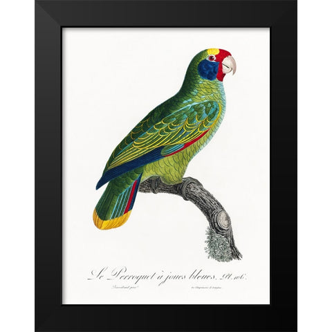 Levaillant Parrot IX Black Modern Wood Framed Art Print by Levaillant, Francois