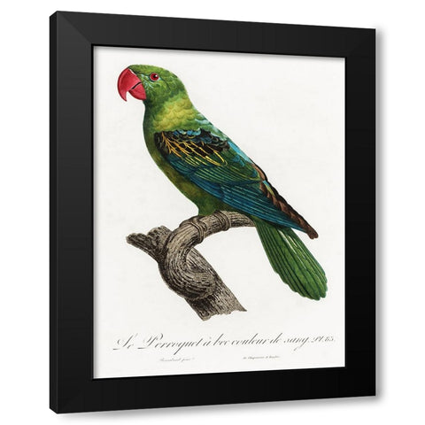 Levaillant Parrot X Black Modern Wood Framed Art Print by Levaillant, Francois