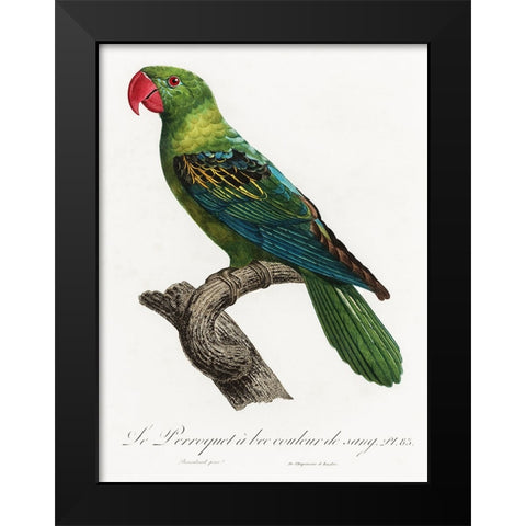 Levaillant Parrot X Black Modern Wood Framed Art Print by Levaillant, Francois