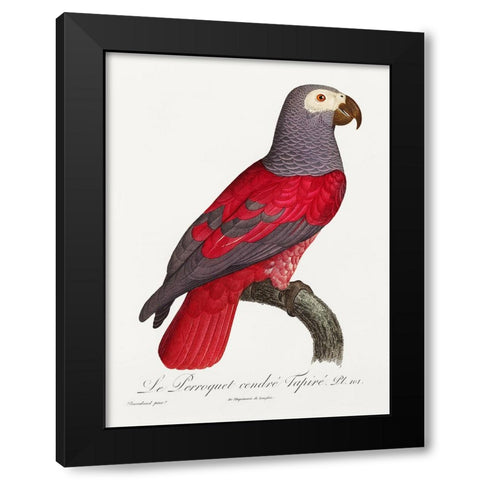 Levaillant Parrot XI Black Modern Wood Framed Art Print with Double Matting by Levaillant, Francois
