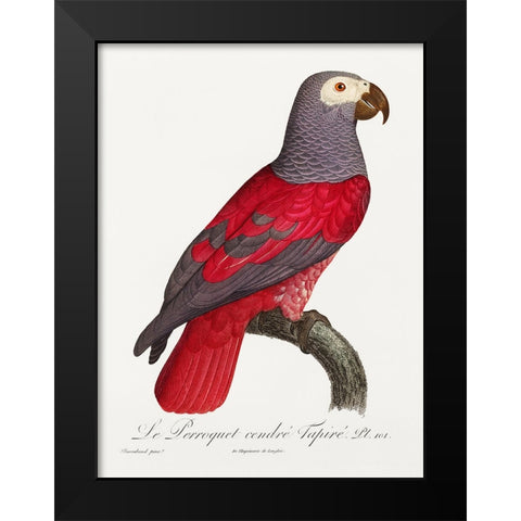 Levaillant Parrot XI Black Modern Wood Framed Art Print by Levaillant, Francois