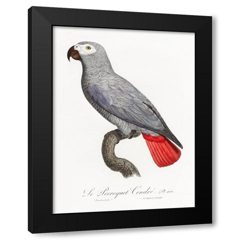 Levaillant Parrot XII Black Modern Wood Framed Art Print by Levaillant, Francois