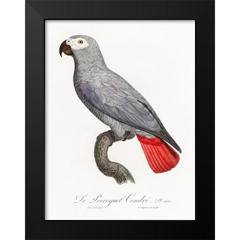 Levaillant Parrot XII Black Modern Wood Framed Art Print by Levaillant, Francois