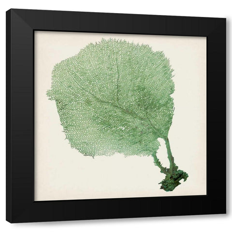 Sea Fan II Black Modern Wood Framed Art Print by Vision Studio