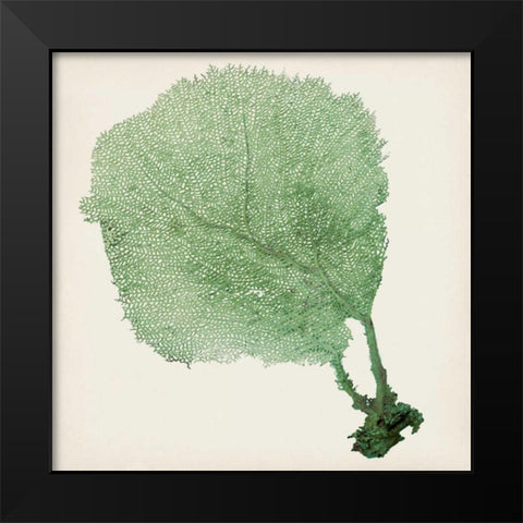 Sea Fan II Black Modern Wood Framed Art Print by Vision Studio