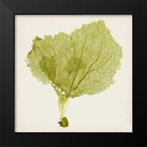 Sea Fan VIII Black Modern Wood Framed Art Print by Vision Studio