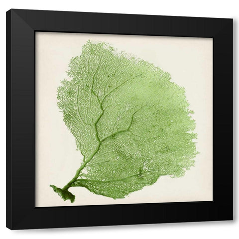 Sea Fan IX Black Modern Wood Framed Art Print by Vision Studio