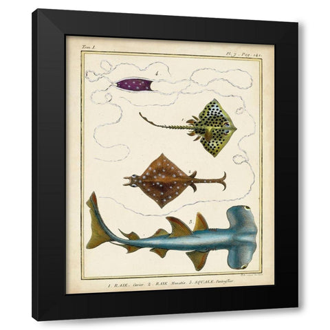 Antique Rays and Fish I Black Modern Wood Framed Art Print with Double Matting by Chevillet