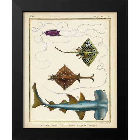 Antique Rays and Fish I Black Modern Wood Framed Art Print by Chevillet