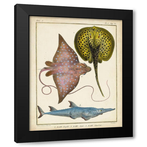 Antique Rays and Fish II Black Modern Wood Framed Art Print with Double Matting by Chevillet