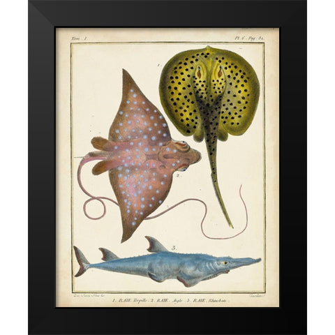 Antique Rays and Fish II Black Modern Wood Framed Art Print by Chevillet