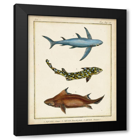 Antique Rays and Fish III Black Modern Wood Framed Art Print by Chevillet