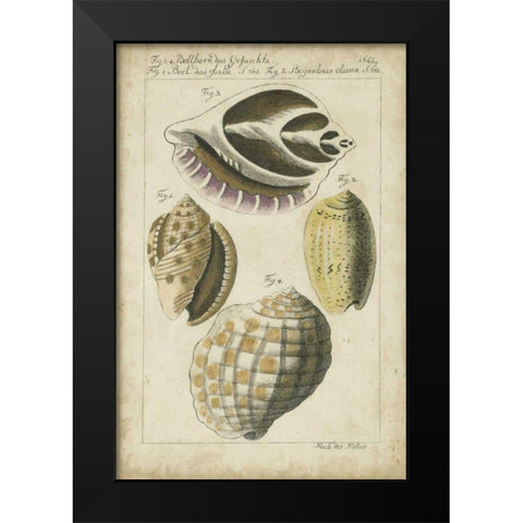 Vintage Shell Study I Black Modern Wood Framed Art Print by Martini